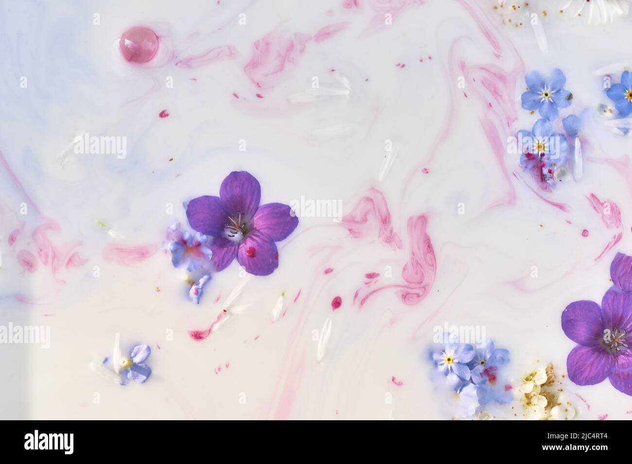 Wildblumen in milchigem Wasser mit Farbstreifen. Violett und blau. Abstraktion, Hintergrundbild. Zärtlichkeit und Schwerelosigkeit. Stockfoto