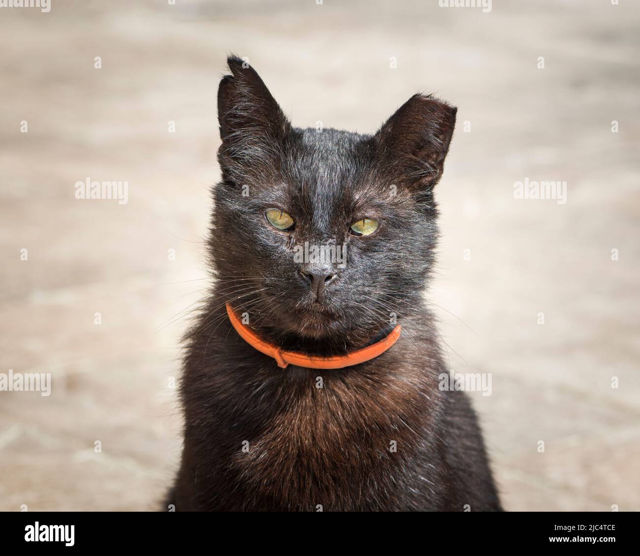 Katze mit Ohrspitze. Ein Ohrstöpsel ist das universelle Symbol einer Wildkatze, die kastriert oder geimpft wurde. Stockfoto