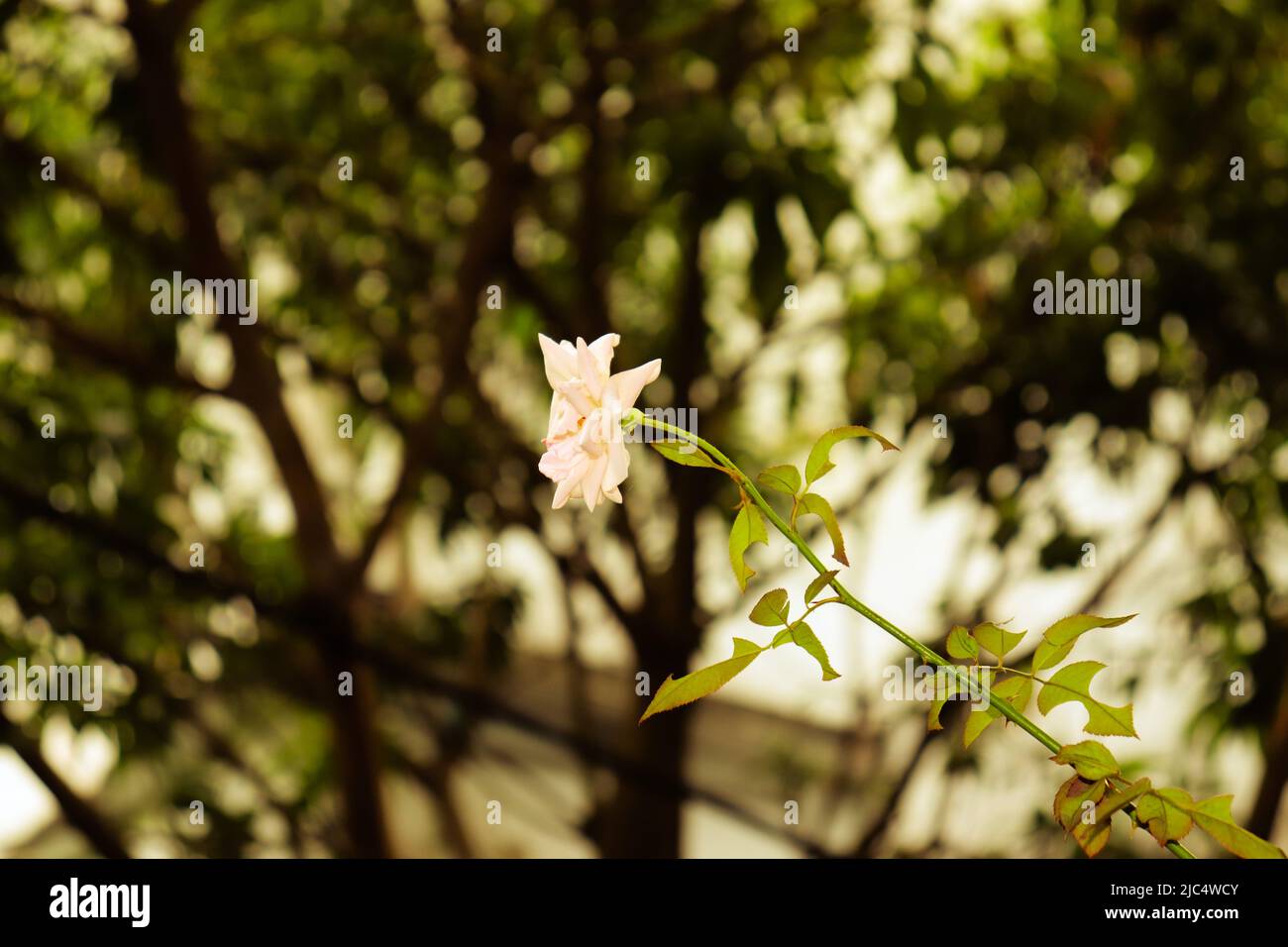 Ein einziger Pfirsich aus weißer Rose. Stockfoto