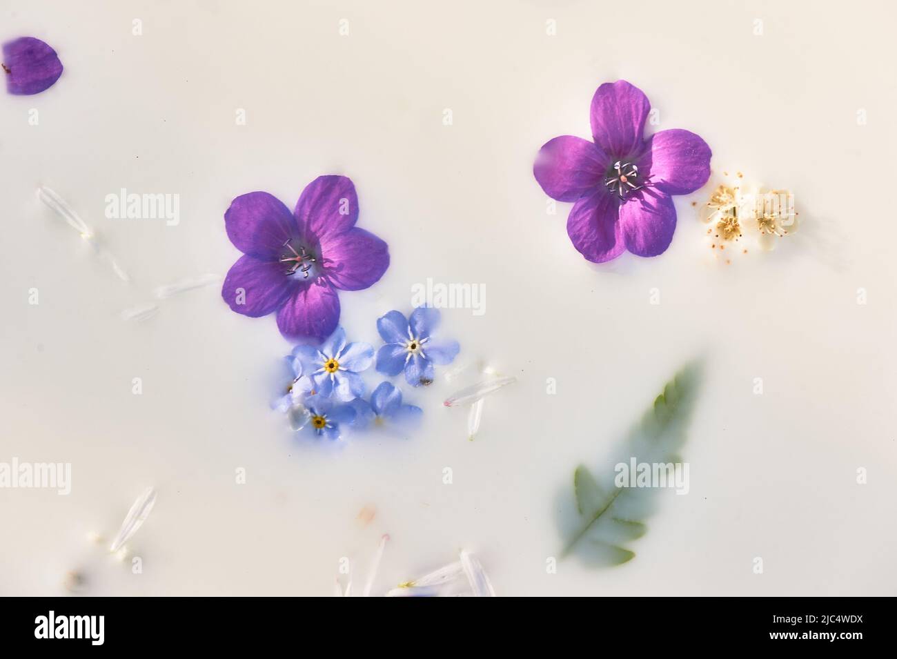 Blumen in Milch. Kräutermedizin, ökologische Haltung zu sich selbst und der Natur. Abstrakter Hintergrund . Violett-blaue Skala Stockfoto