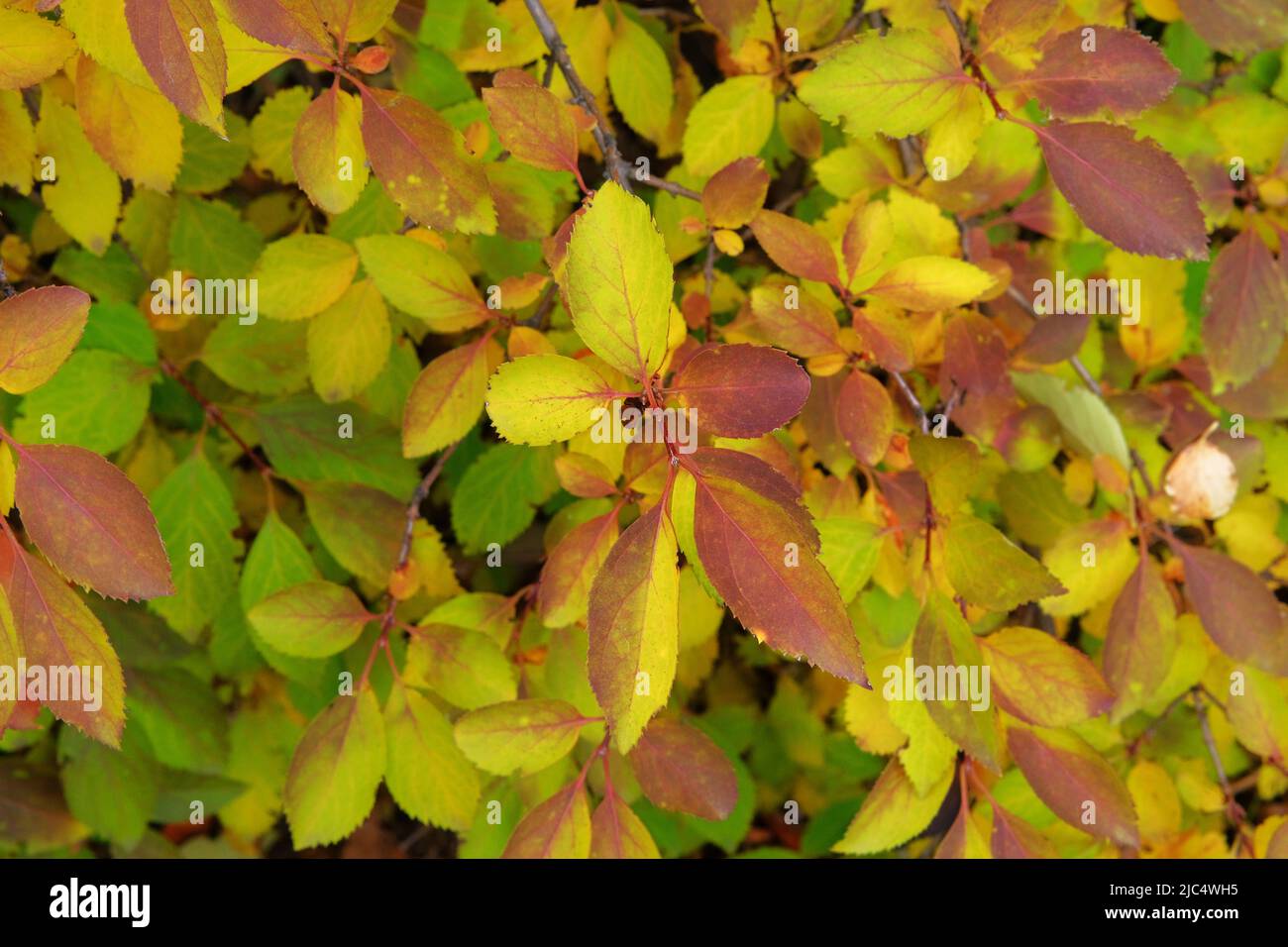 Gelbe, orange, braune Blätter auf dem Boden in der Herbstsaison. Herbstpark der Stadt. September, Oktober, November. Stockfoto