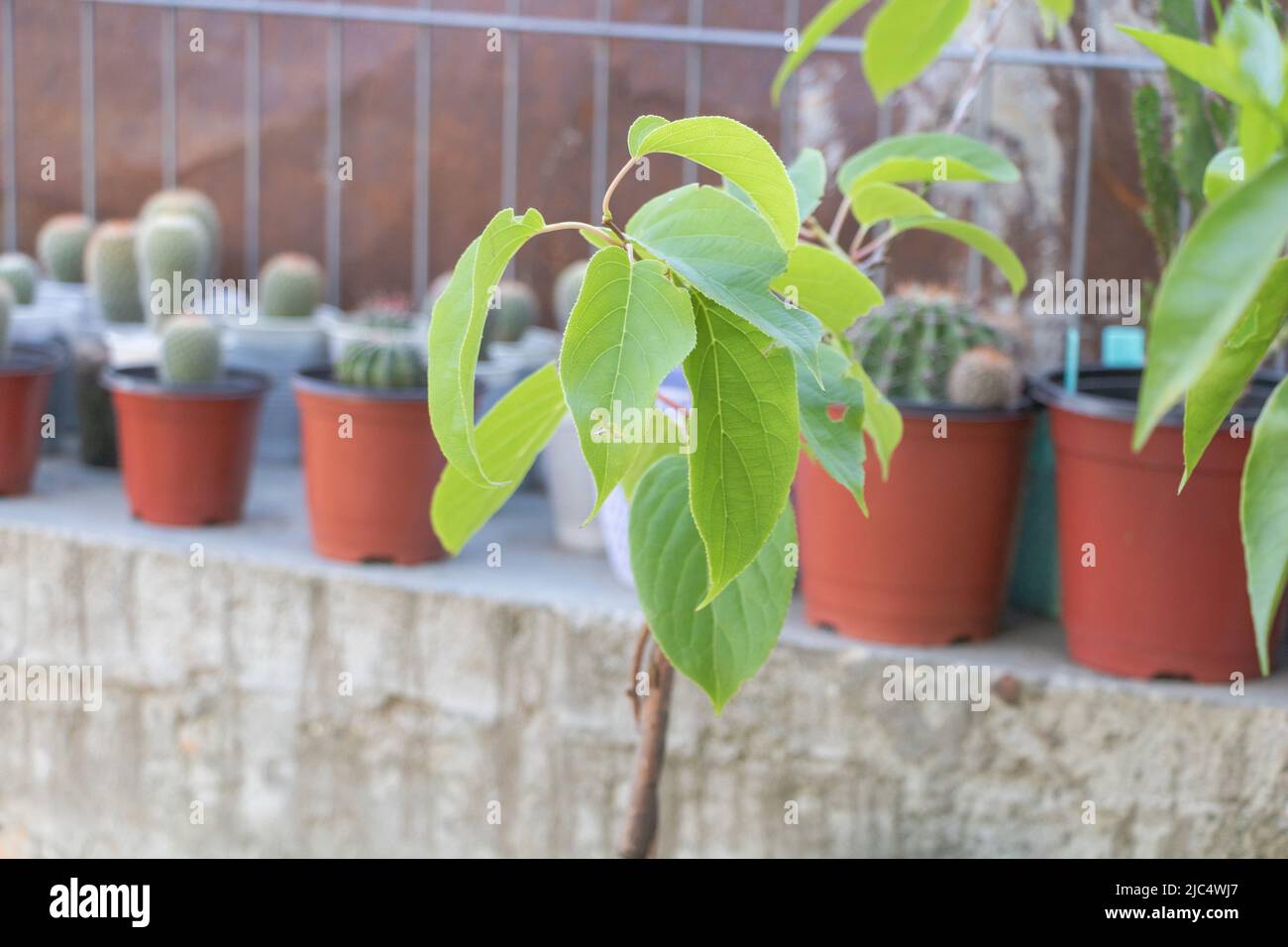 Schöne Blätter von Hardy Kiwi actinidia arguta mini Kiwi, die im Sommer kräftig grwos. Stockfoto