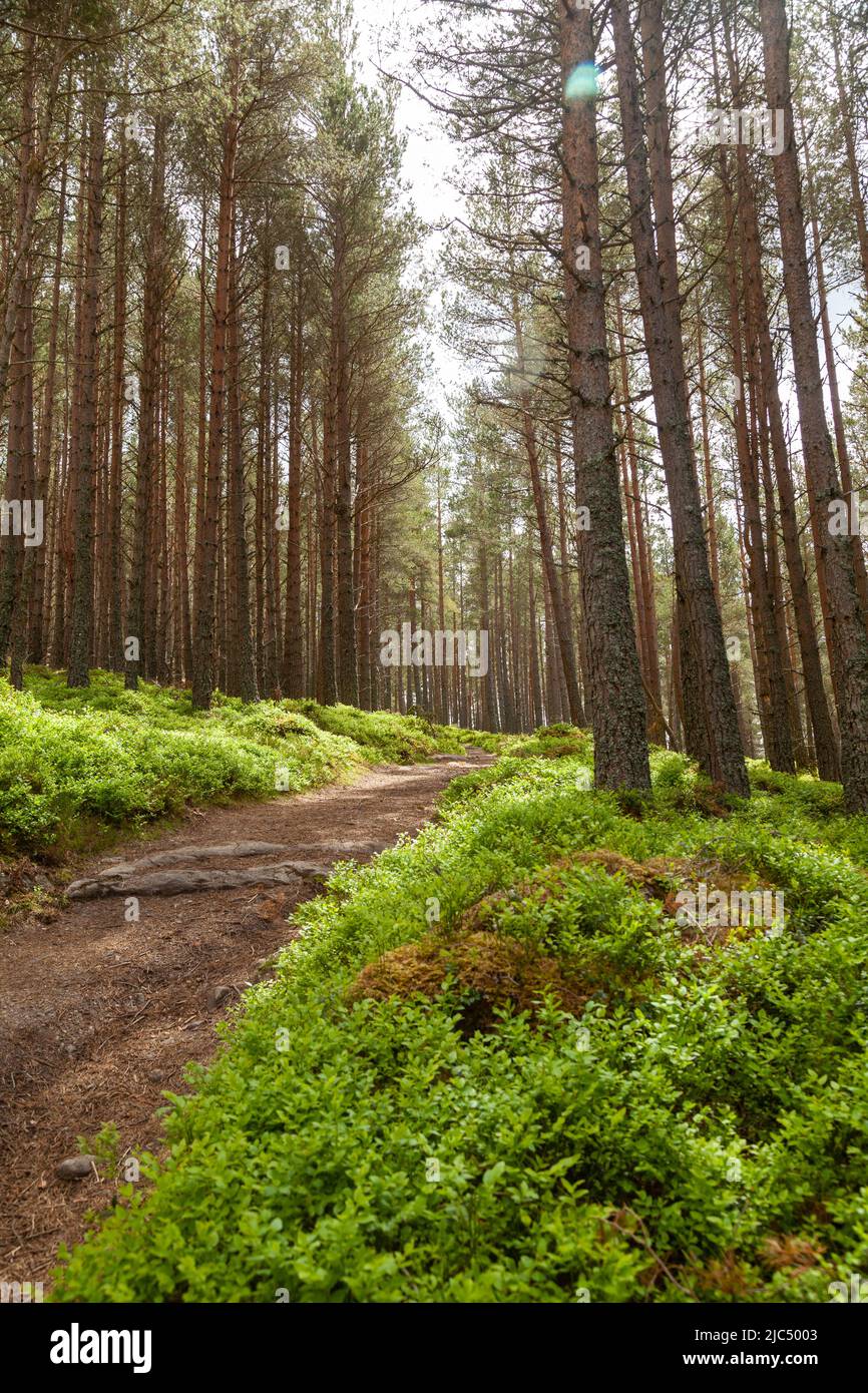 Ein schöner Waldweg durch Pinien und wilde Heidelbeeren im Balmoral Estate, Schottland Stockfoto