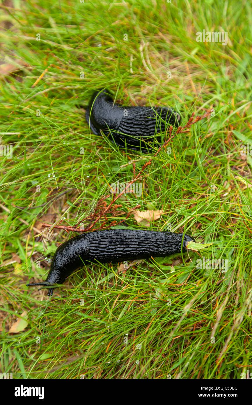 Zwei große schwarze Schnecken Arion ater, auf Gras nach starkem Regen Stockfoto