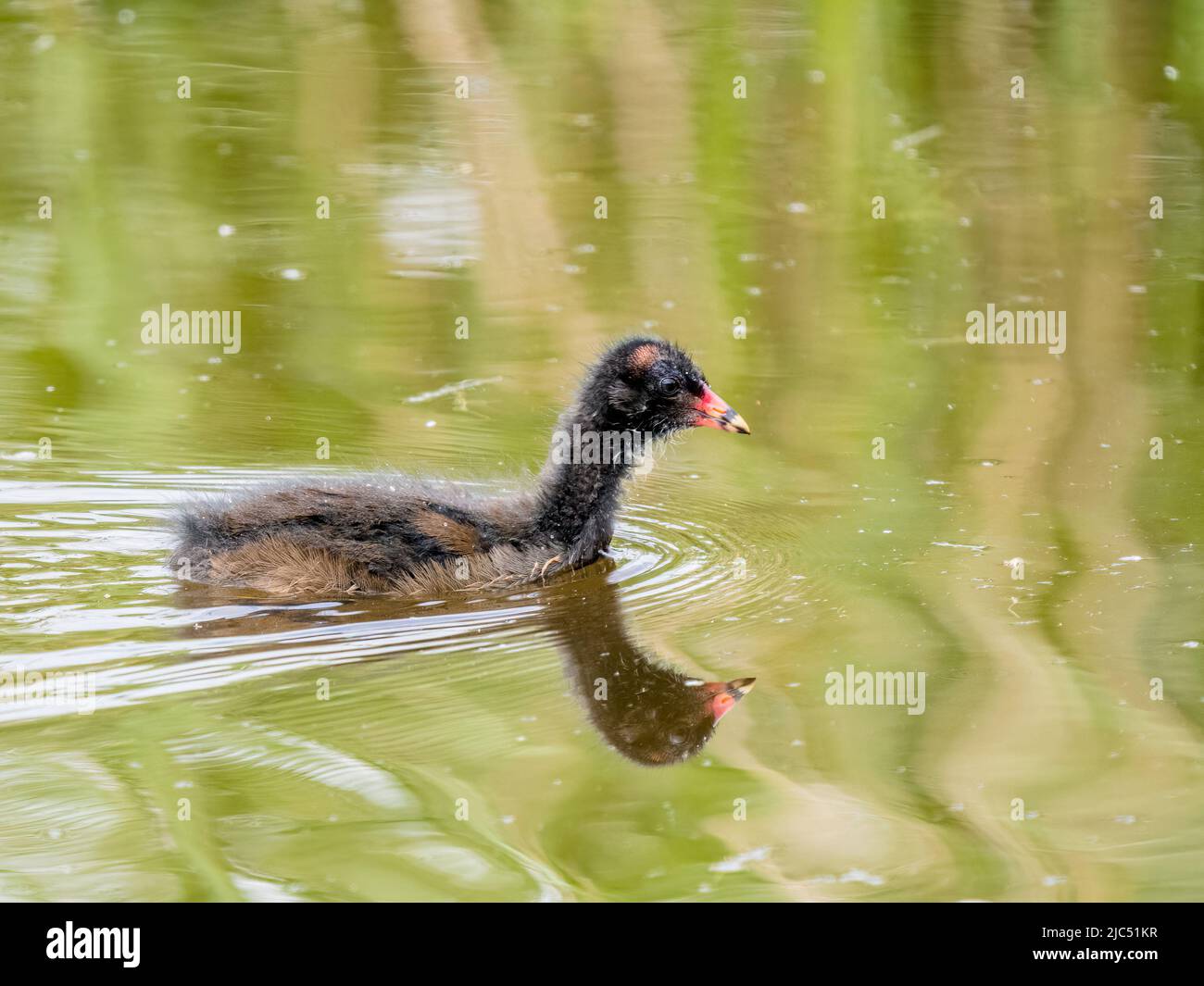 Moorhen Küken im späten Frühjahr in Mitte Wales Stockfoto