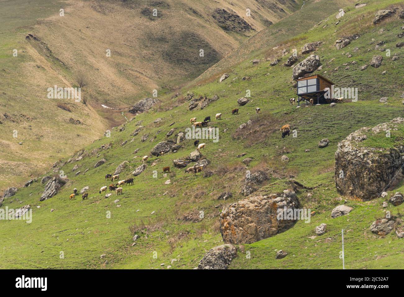 Frühling. Gämsen, Bergziegen oder Wildkühe, die auf einem steilen Boden wandern. Leben in den Bergen. Hochwertige Fotos Stockfoto