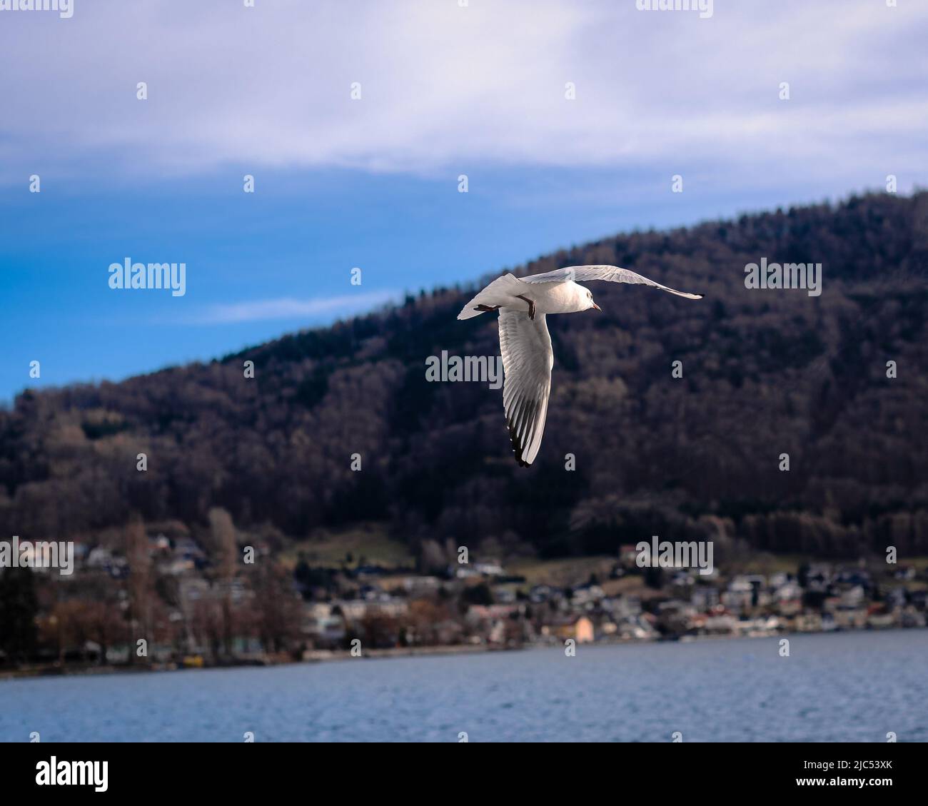 Fliegende Möwe auf einem verschwommenen Hintergrund, Seevöll Stockfoto