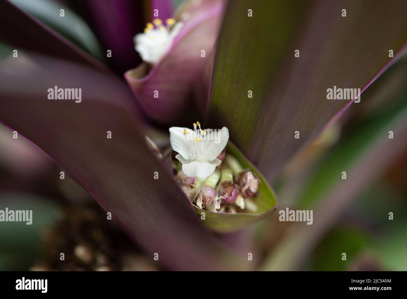 Weiße Blume der Seerose oder Moses-in-der-Wiege in Blüte. Tradescantia spathacea-Blütenstand. Stockfoto