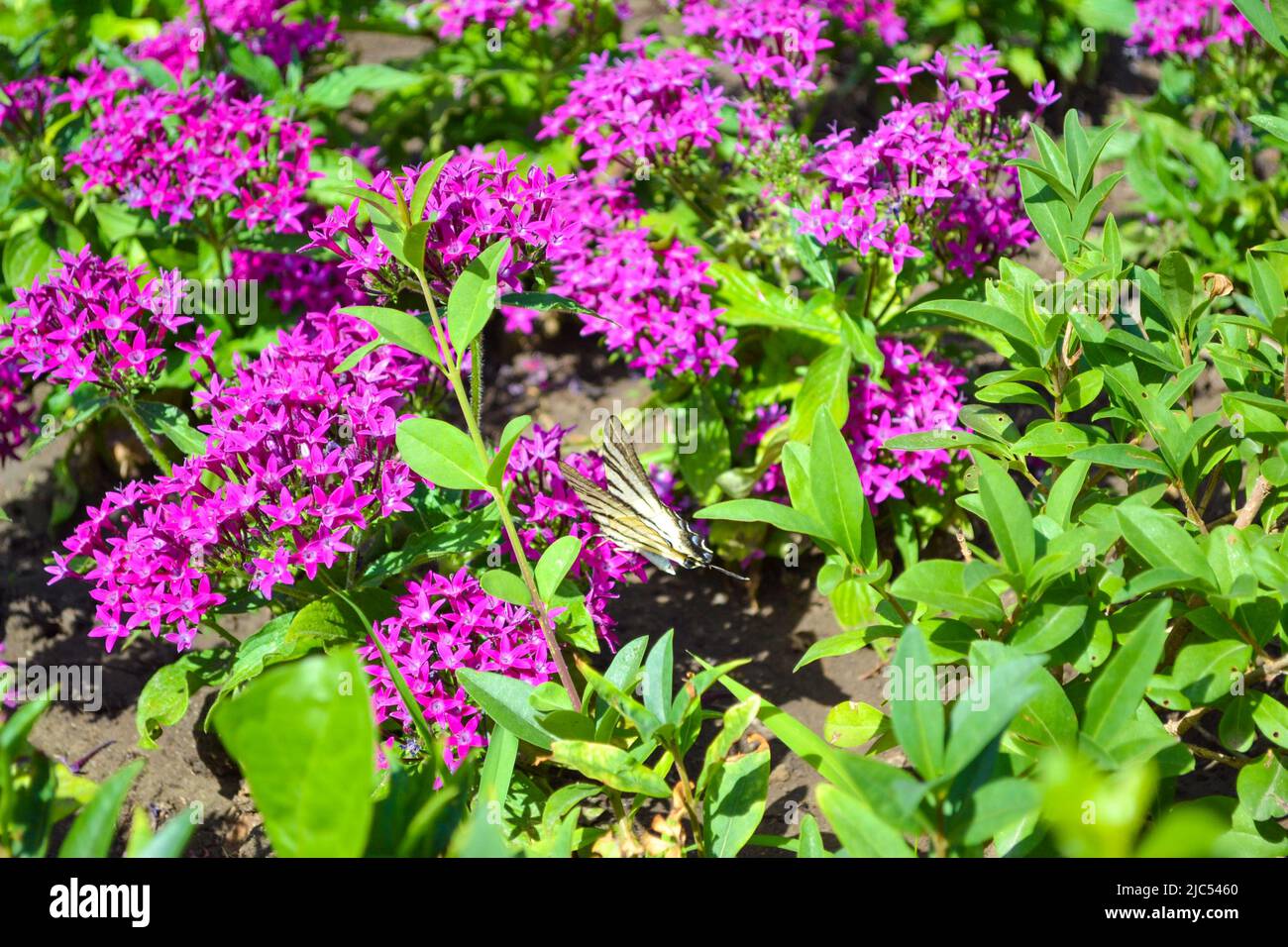 Protographium marcellus, der Zebra-Schwalbenschwanzschmetterling auf rosa Blüten in einem Garten Stockfoto