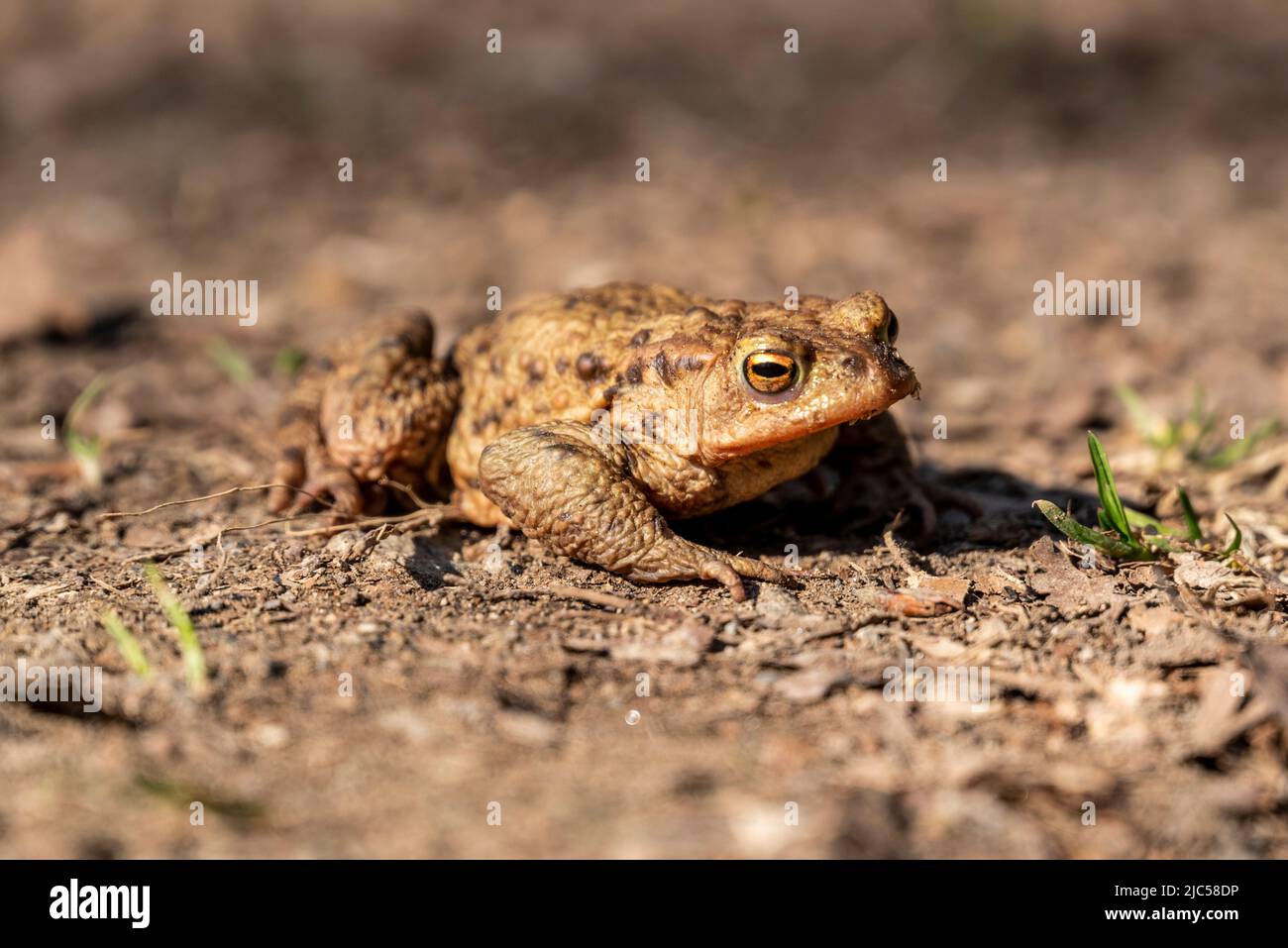 Nahaufnahme einer Kröte oder einer europäischen Kröte (Bufo bufo), die im Frühjahr zur Zeit des Krötenwanderungszugs perfekt auf einem Waldweg getarnt ist Stockfoto