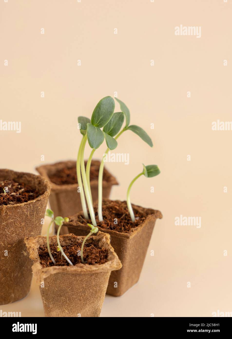 Setzlinge in biologisch abbaubaren Töpfen auf hellgelber Nahaufnahme. Indoor-Gartenarbeit, Homegrown Pflanzen, keimende Kräutersamen. Minimale Zusammensetzung mit Kopie sp Stockfoto
