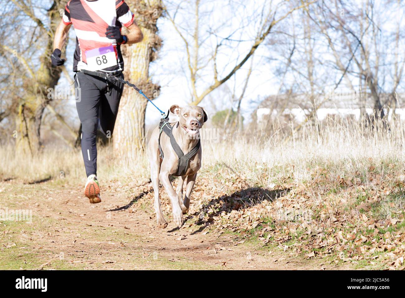 Hund und Mensch, die an einer beliebten canicross Rennen Stockfoto