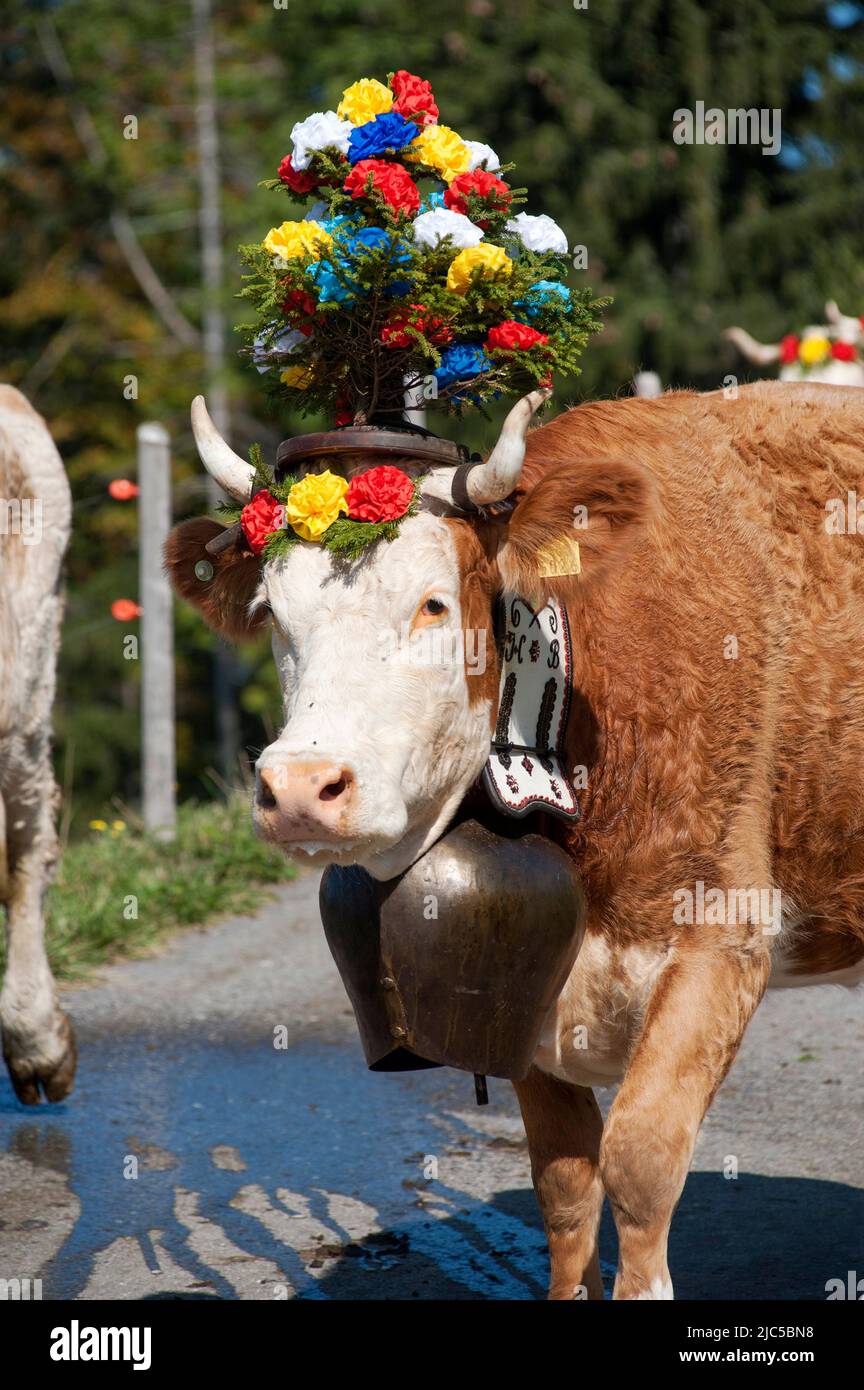 Schweiz, Schweiz, Freiburg, Freiburg, Kanton Freiburg, Kanton Freibourg, Semsales, montagne, Montagnes, Berg, Berge, Berg, Berg Stockfoto