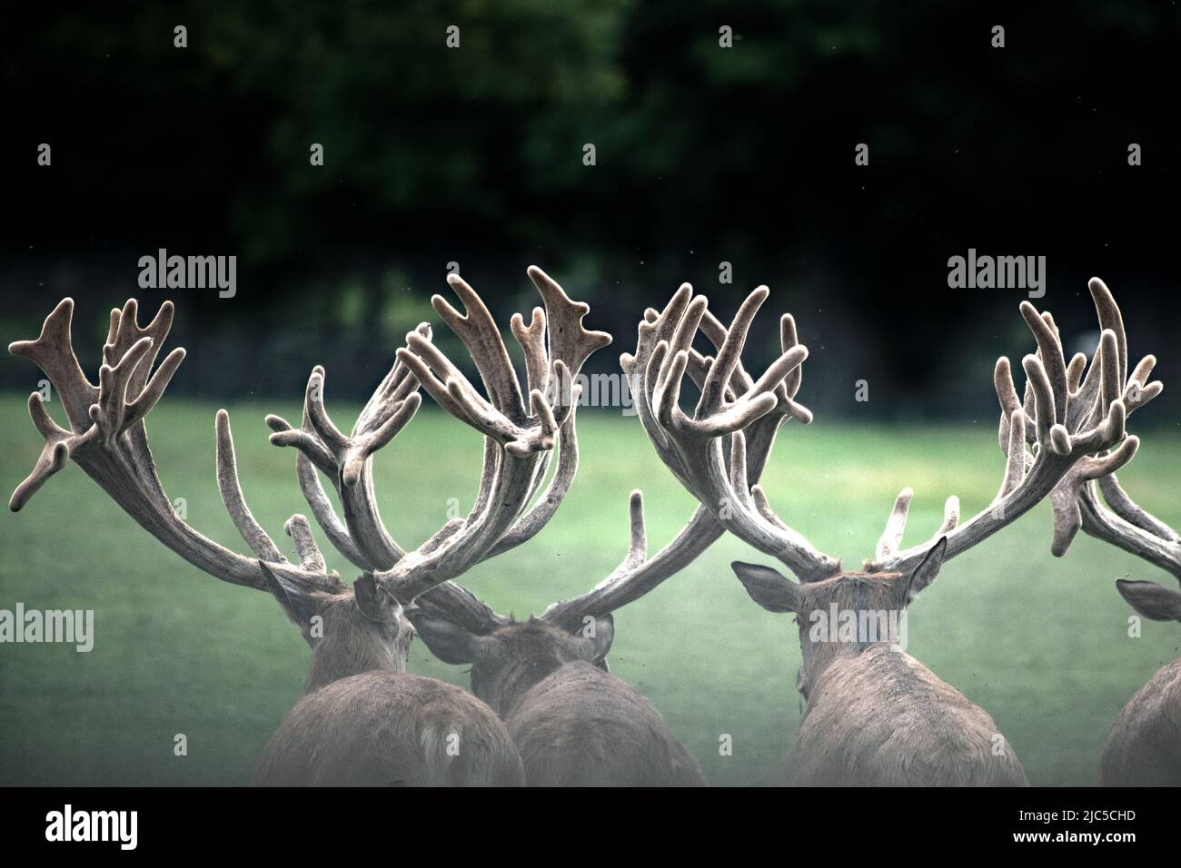 Kapitale Rotwildhirsche, Juli *** Ortsüberschrift *** Cerviden, Cervus elaphus, extreme Hauptstädte Rothirsche, Geweihträger, Hirsche, Hirsche, Hirsche, Hirsche Herden, HUF Stockfoto