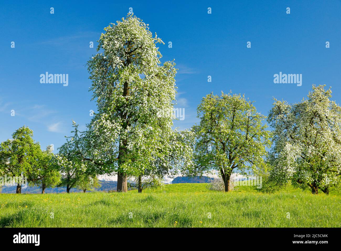 Blühende Birnbäume im Frühling in blühender Blumenwiese, Oetwil am See
