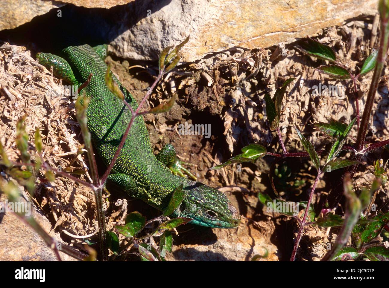 Östliche Smaragdeidechse, Lacerta viridis, Lacertidae, Eidechse, reptil, Tier, Languedoc, Frankreich Stockfoto
