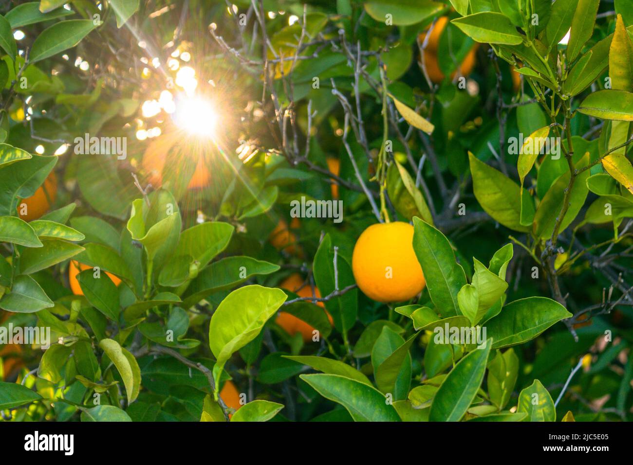 Genießen Sie die Wärme eines sonnigen Tages mit diesem atemberaubenden Foto einer frischen Orange, die von einem Orangenbaum in Temecula, Kalifornien, hängt Stockfoto
