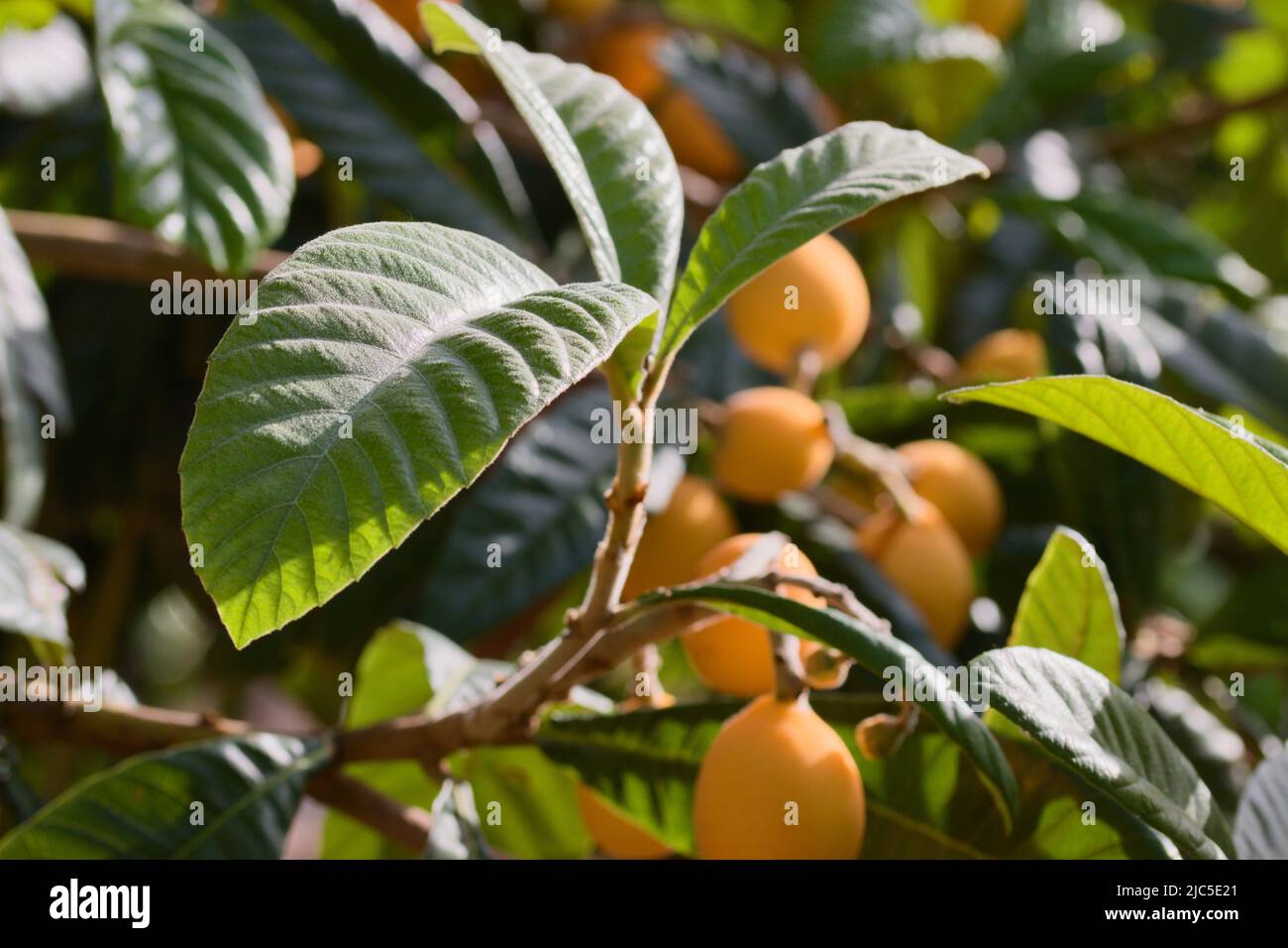 Nahaufnahme der Blätter eines Mispel-Baumes mit reifen Früchten, die von der Sonne im Hintergrund beleuchtet werden Stockfoto