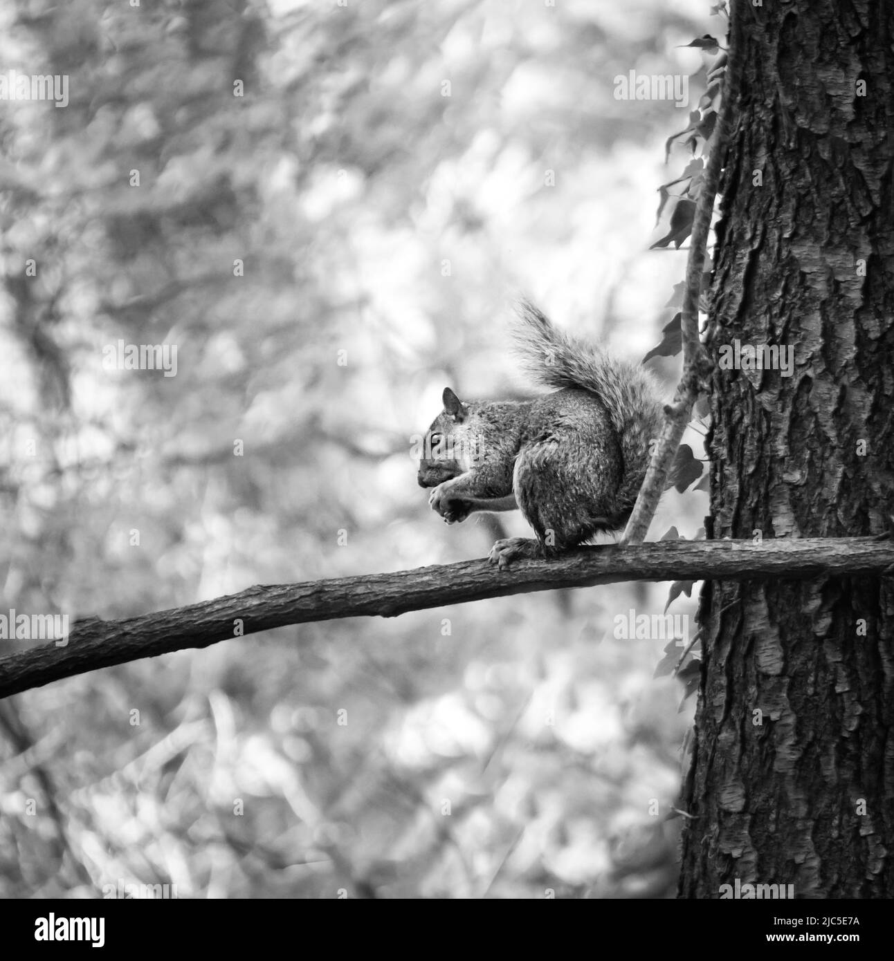 Eastern Grey Squirrel, Sciurus carolinensis, sitzend auf einem Ast mit einer Nuss im Wald, Frühling, Sommer und Herbst, Lancaster, Pennsylvania Stockfoto
