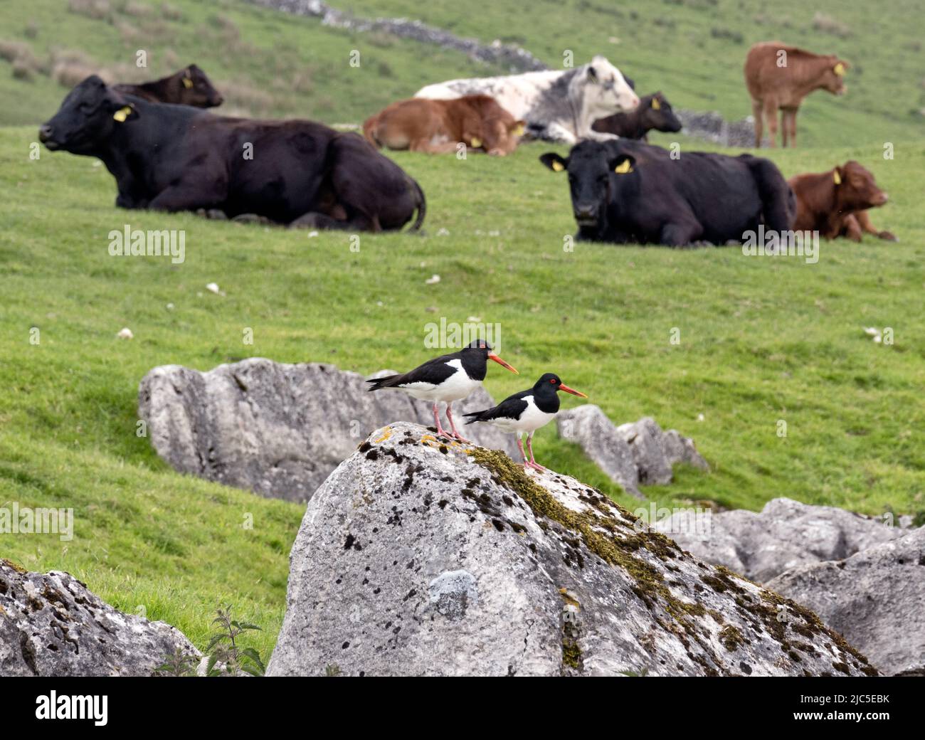 Ein Paar Austernfischer auf einem Felsen in einem Feld bei Gearstones, Ribblesdale, Yorkshire Dales National Park Stockfoto