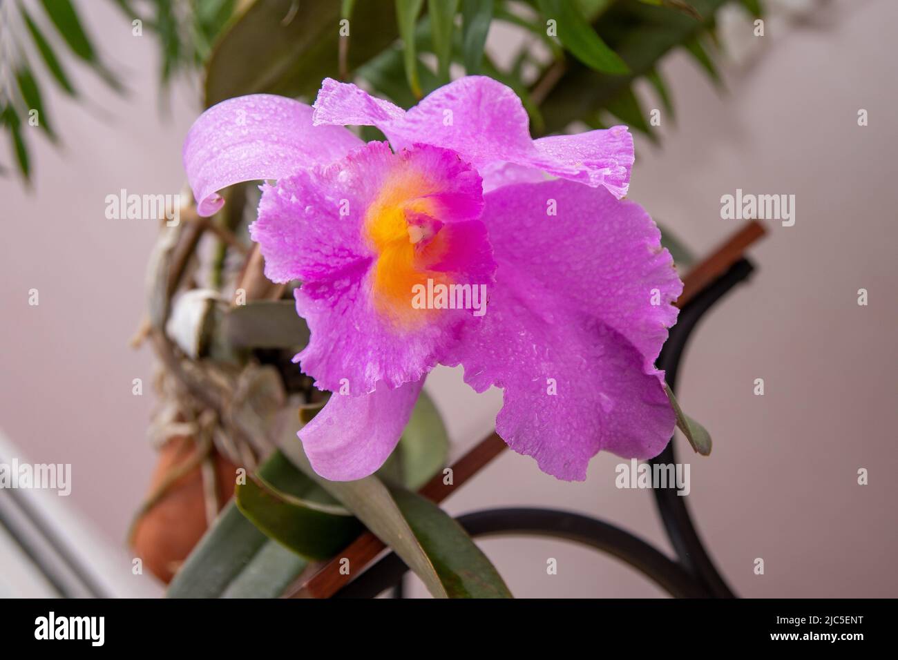 Große lila Orchidee. Flieder Cattleya Blume. Knospenpflanze. Cattleya Orchidee Blc Triumph Krönung Seto Cattleyas, Vandas, Dendrobiums in Blüte. Stockfoto
