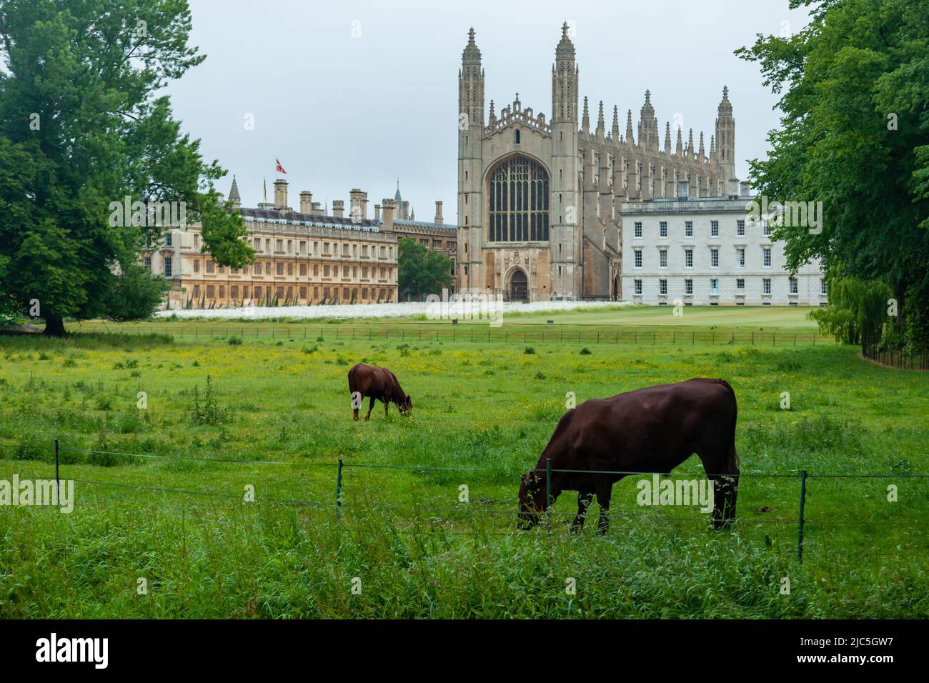 Kühe grasen auf dem Rücken in Cambridge, England. King's College in der Ferne. Stockfoto
