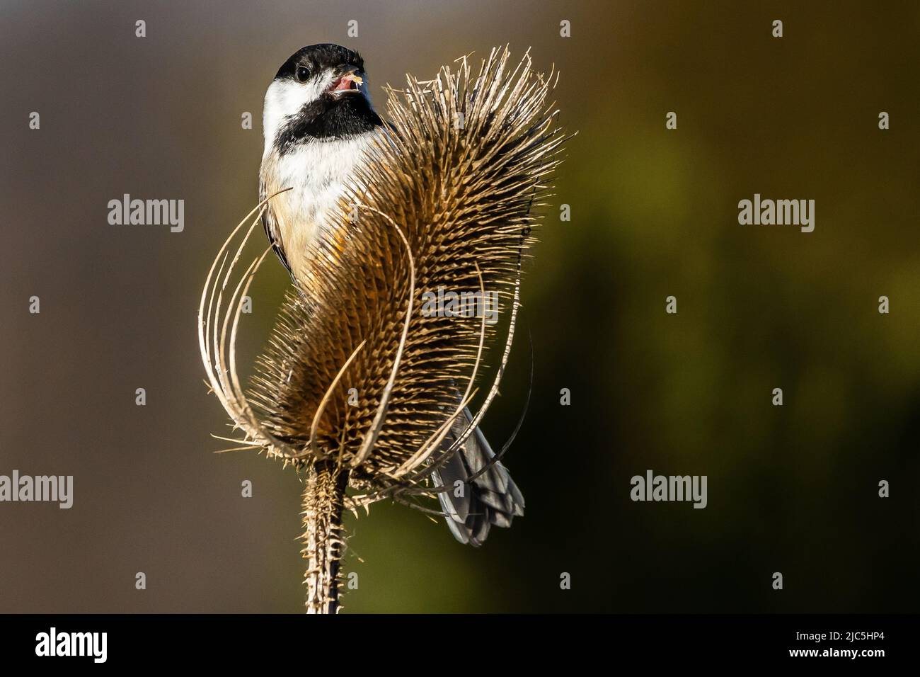 Black capped Chickadee schön thront Stockfoto