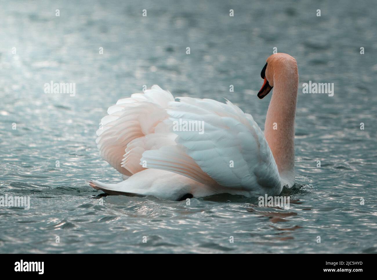 Wilder majestätischer Schwan, der wegschaut Stockfoto