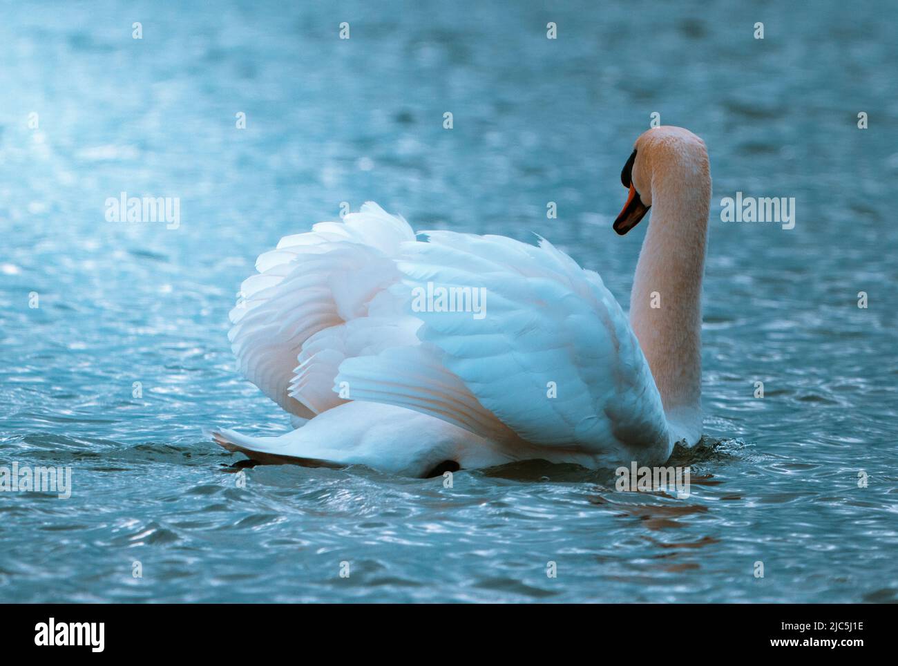 Wilder majestätischer Schwan, der wegschaut Stockfoto