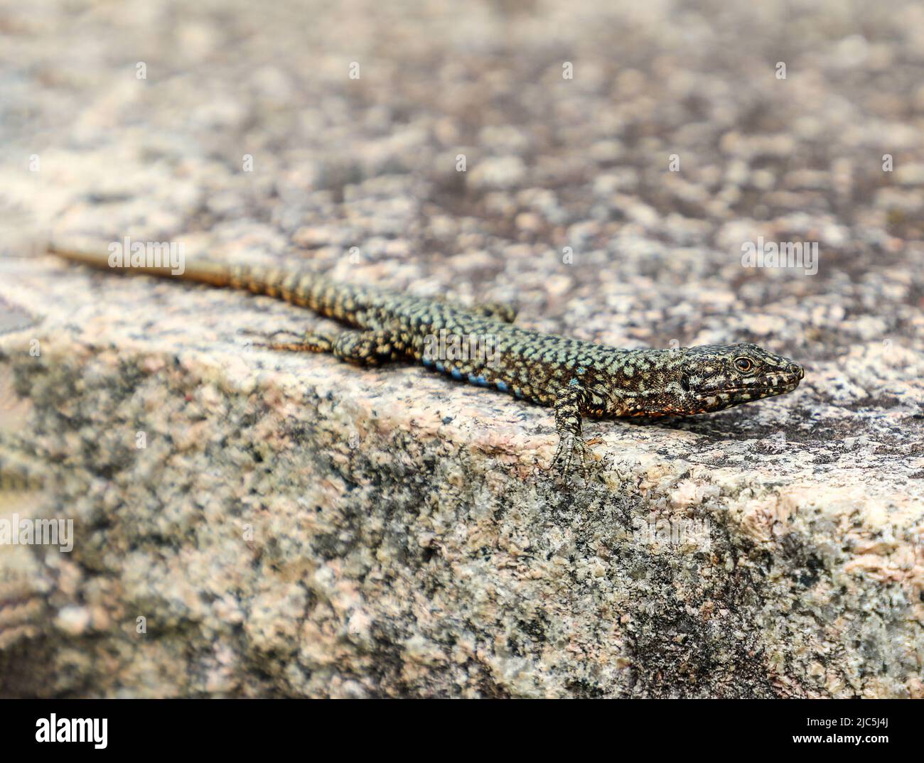 Eine gemeine Mauereidechse (Podarcis muralis), die sich an einer Wand sonnt Stockfoto