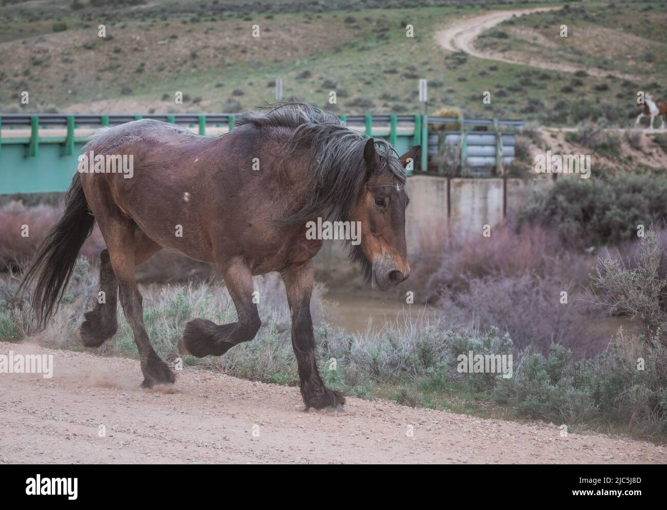 Herde von Ranch-Sattelpferden, die auf die Sommerweide verlegt werden Stockfoto