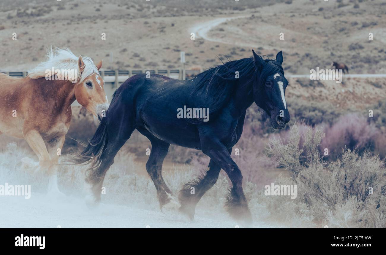 Herde von Ranch-Sattelpferden, die auf die Sommerweide verlegt werden Stockfoto