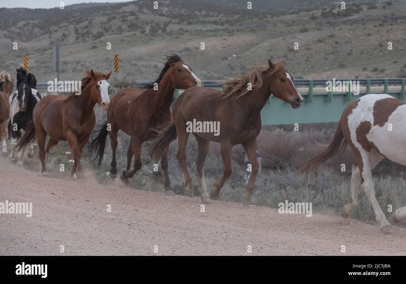 Herde von Ranch-Sattelpferden, die auf die Sommerweide verlegt werden Stockfoto