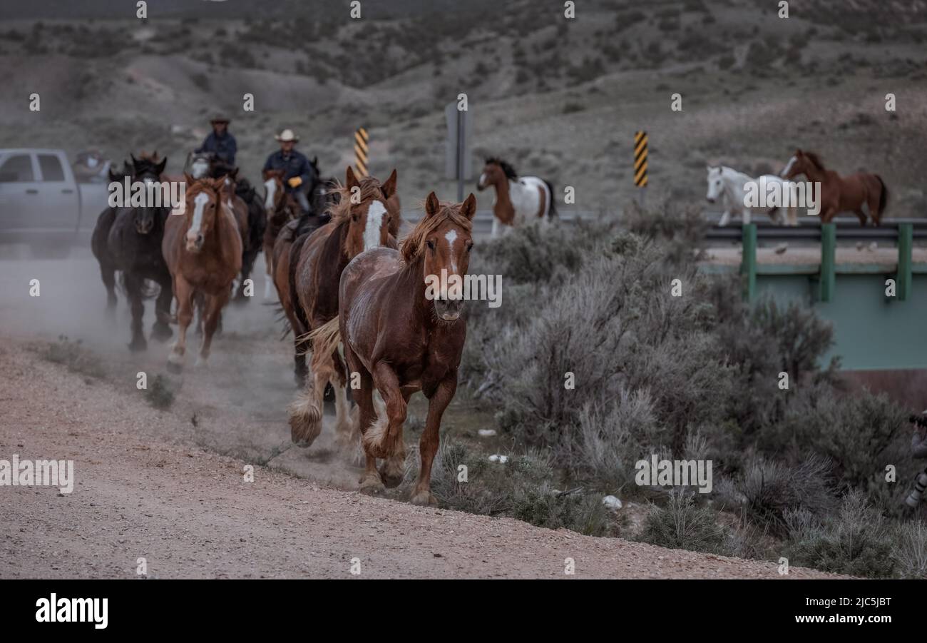 Herde von Ranch-Sattelpferden, die auf die Sommerweide verlegt werden Stockfoto