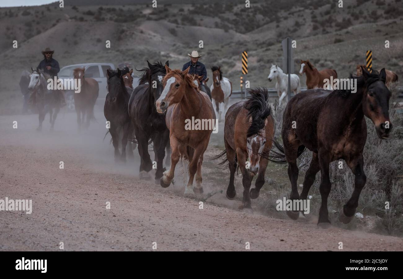 Herde von Ranch-Sattelpferden, die auf die Sommerweide verlegt werden Stockfoto