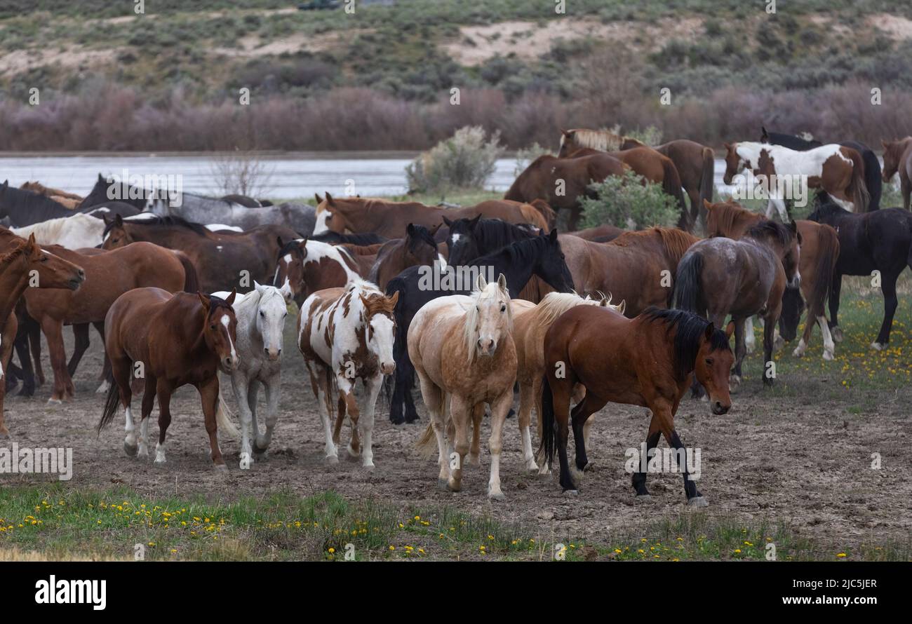 Herde von Ranch-Sattelpferden, die auf die Sommerweide verlegt werden Stockfoto