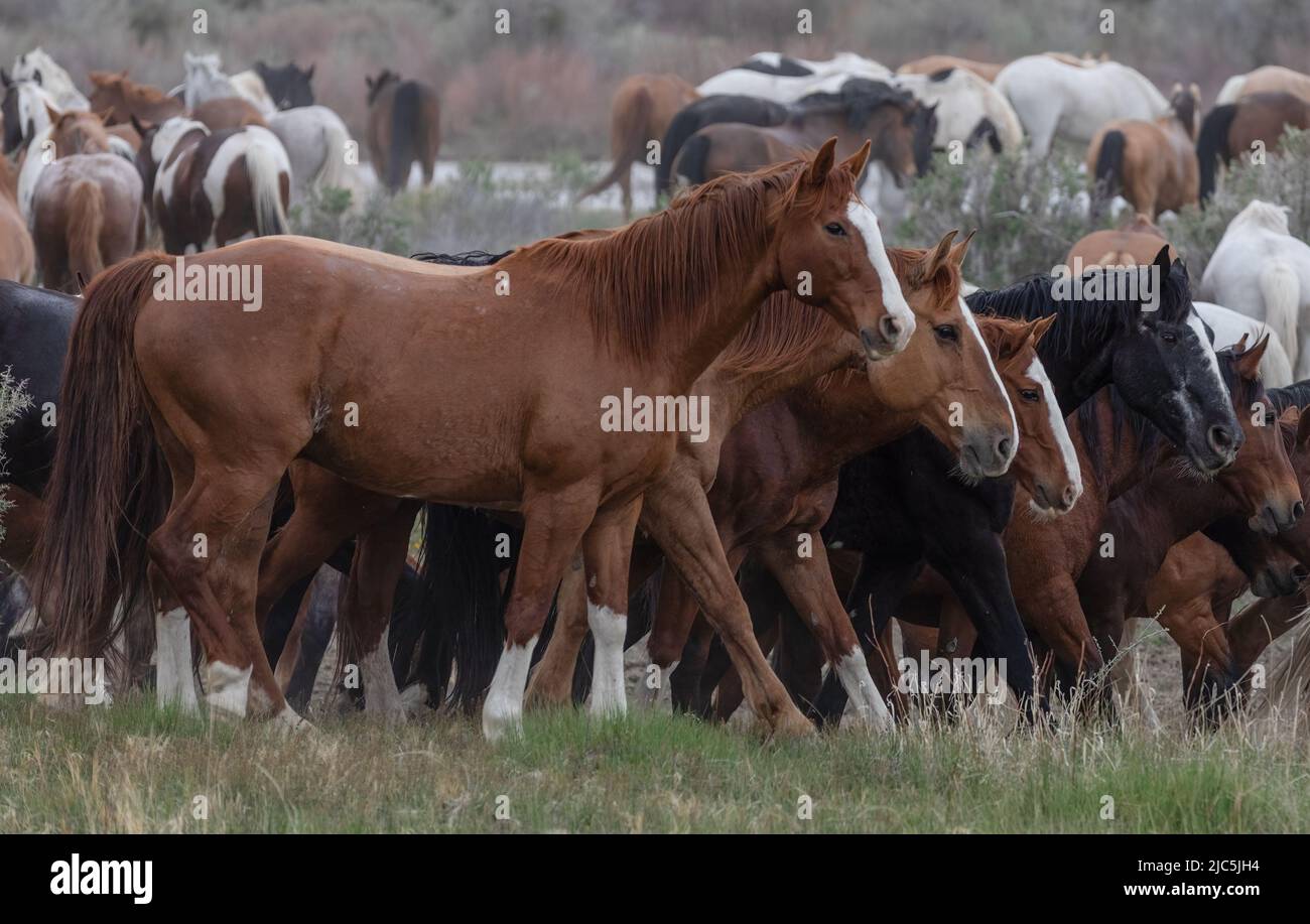 Herde von Ranch-Sattelpferden, die auf die Sommerweide verlegt werden Stockfoto