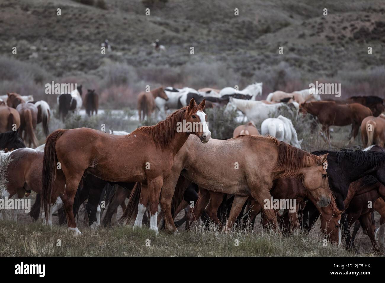 Herde von Ranch-Sattelpferden, die auf die Sommerweide verlegt werden Stockfoto