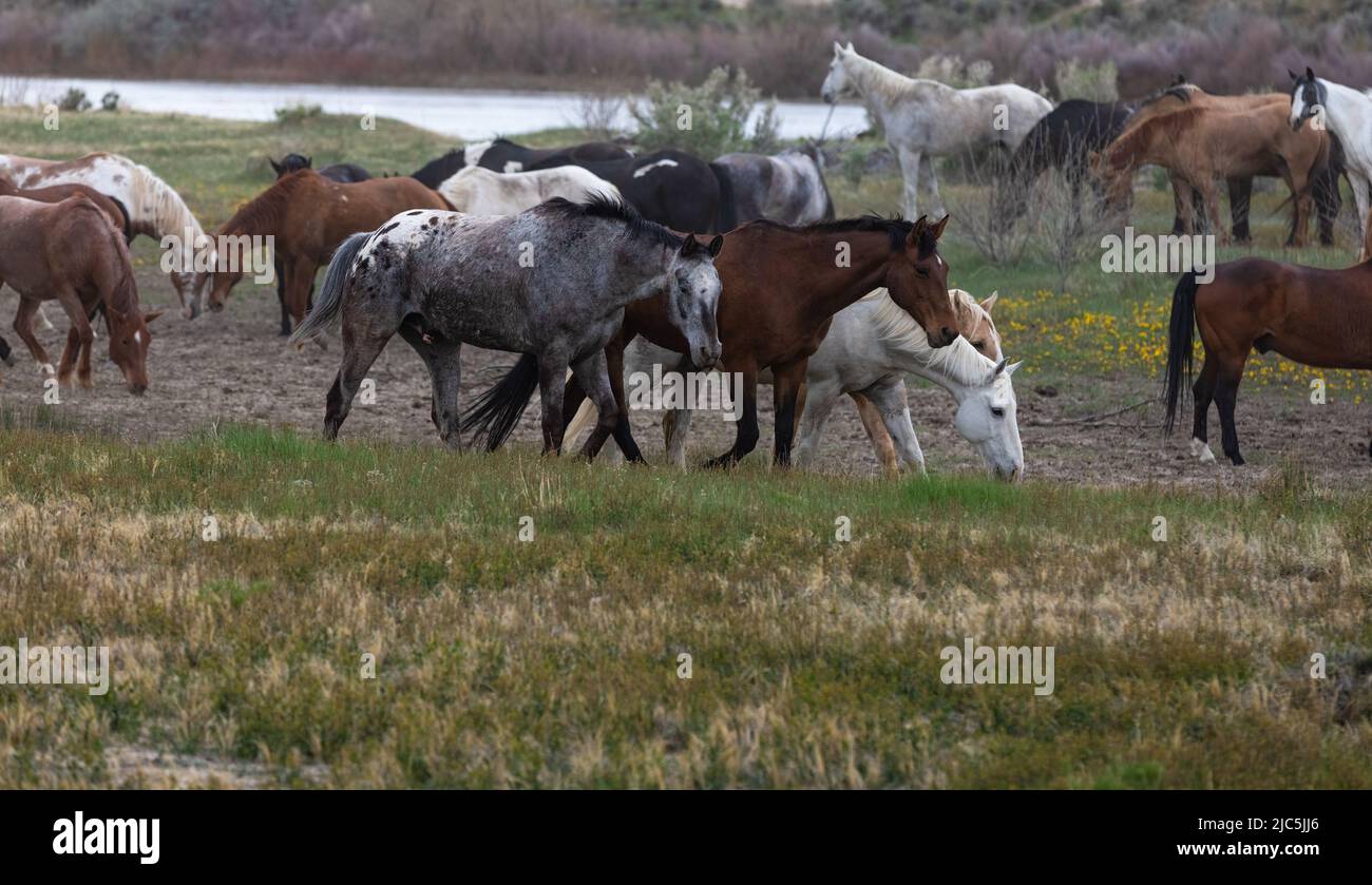Herde von Ranch-Sattelpferden, die auf die Sommerweide verlegt werden Stockfoto