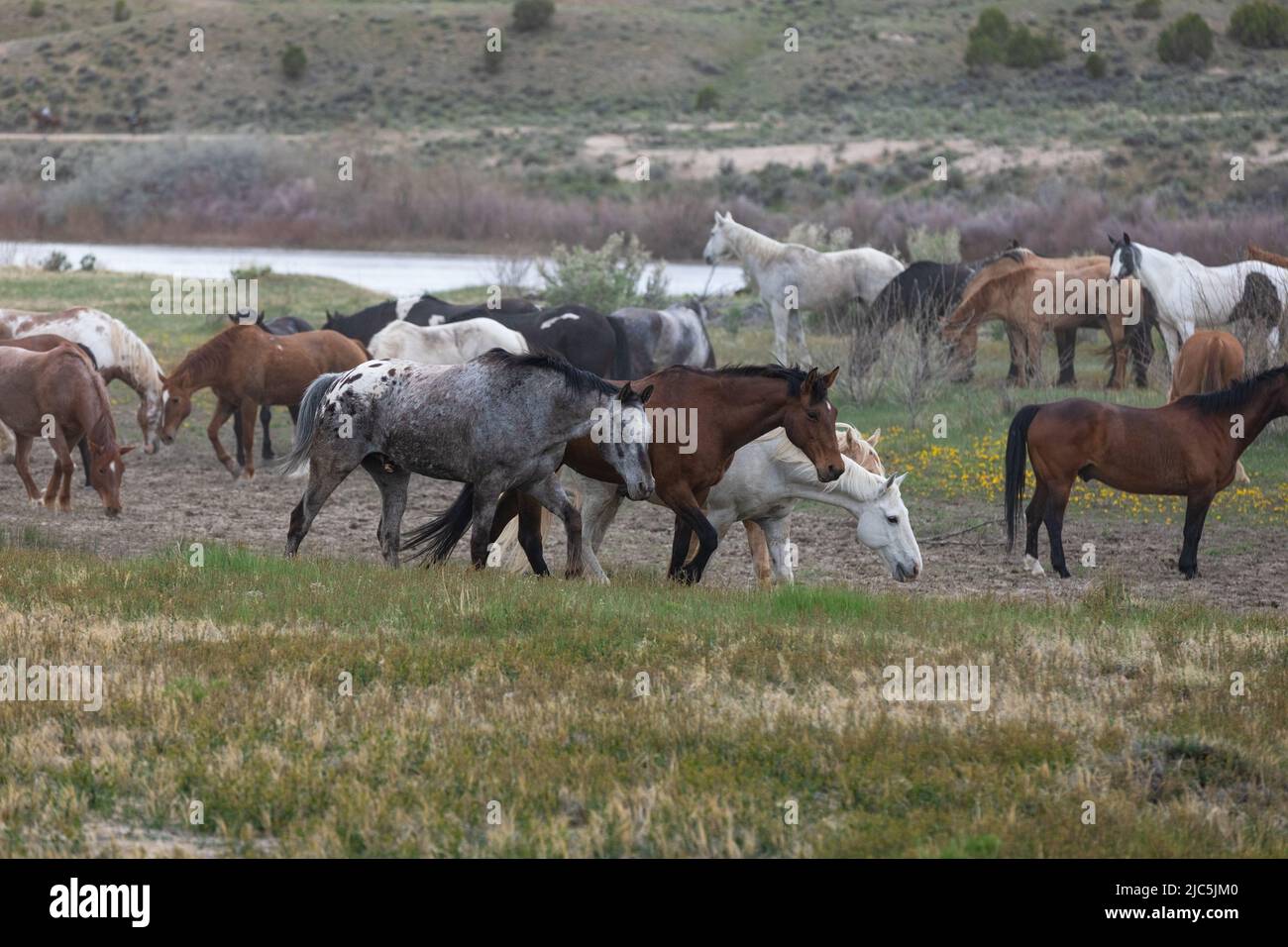 Herde von Ranch-Sattelpferden, die auf die Sommerweide verlegt werden Stockfoto