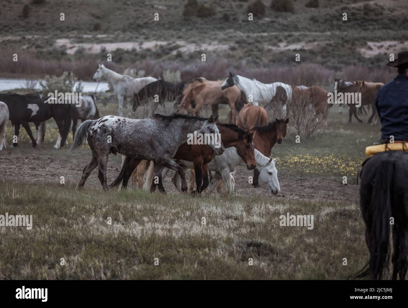 Herde von Ranch-Sattelpferden, die auf die Sommerweide verlegt werden Stockfoto