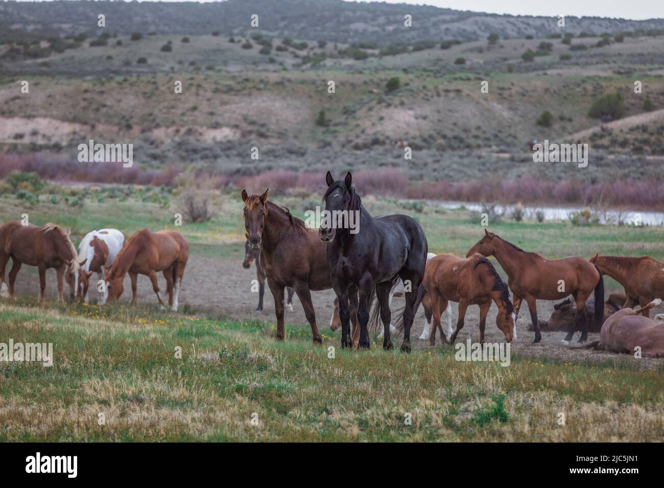 Herde von Ranch-Sattelpferden, die auf die Sommerweide verlegt werden Stockfoto