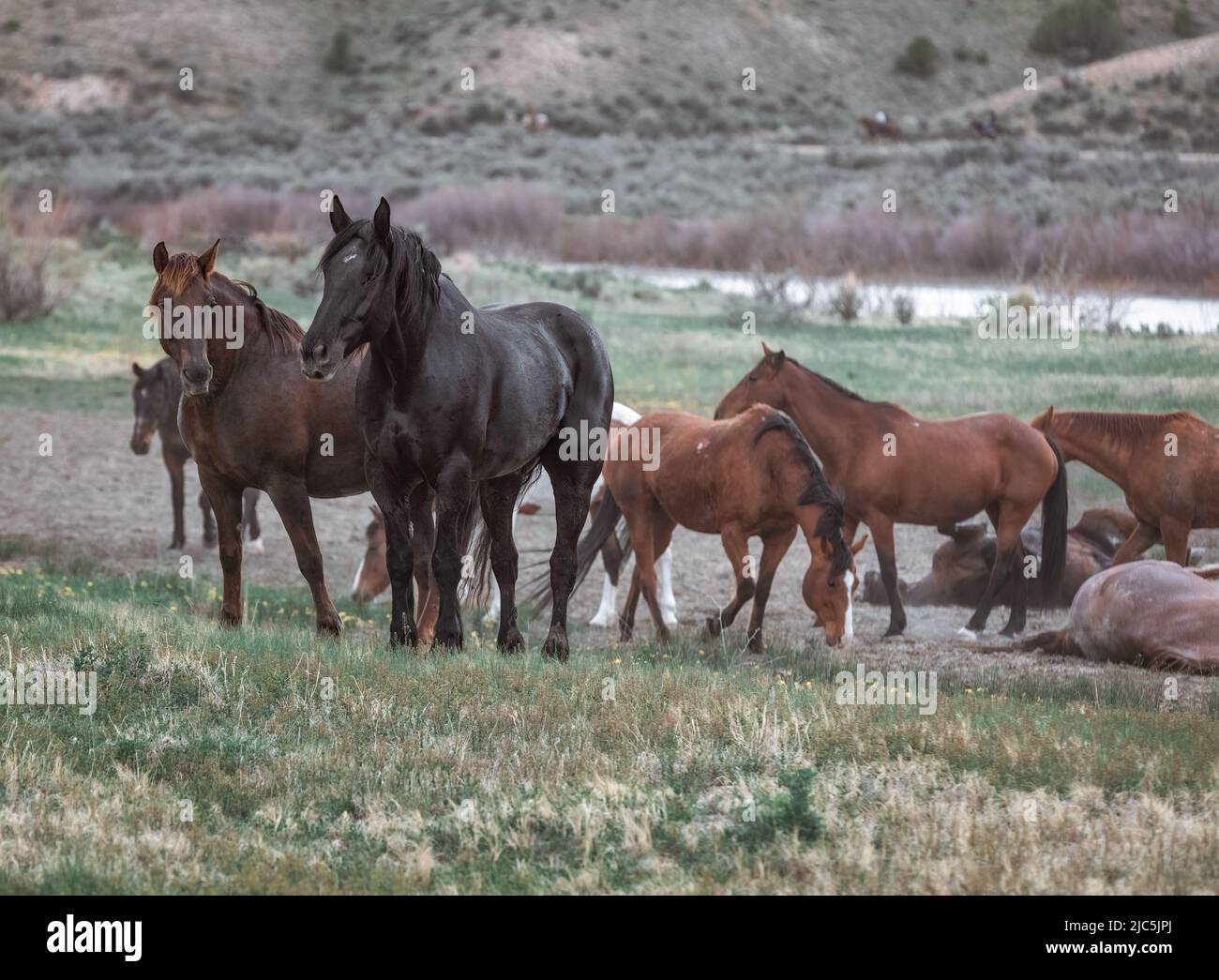 Herde von Ranch-Sattelpferden, die auf die Sommerweide verlegt werden Stockfoto
