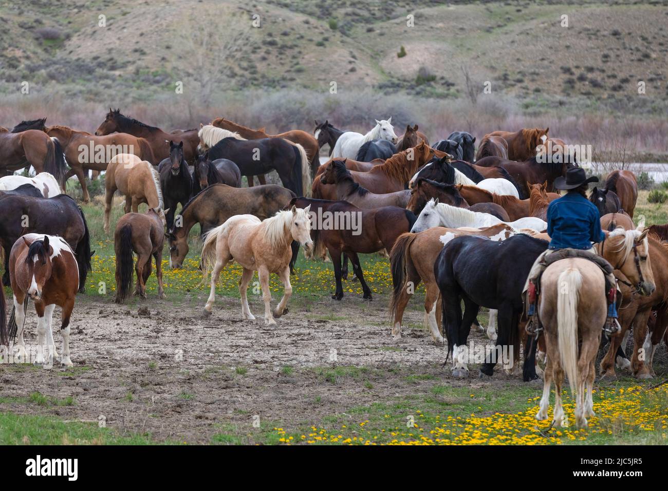 Herde von Ranch-Sattelpferden, die auf die Sommerweide verlegt werden Stockfoto