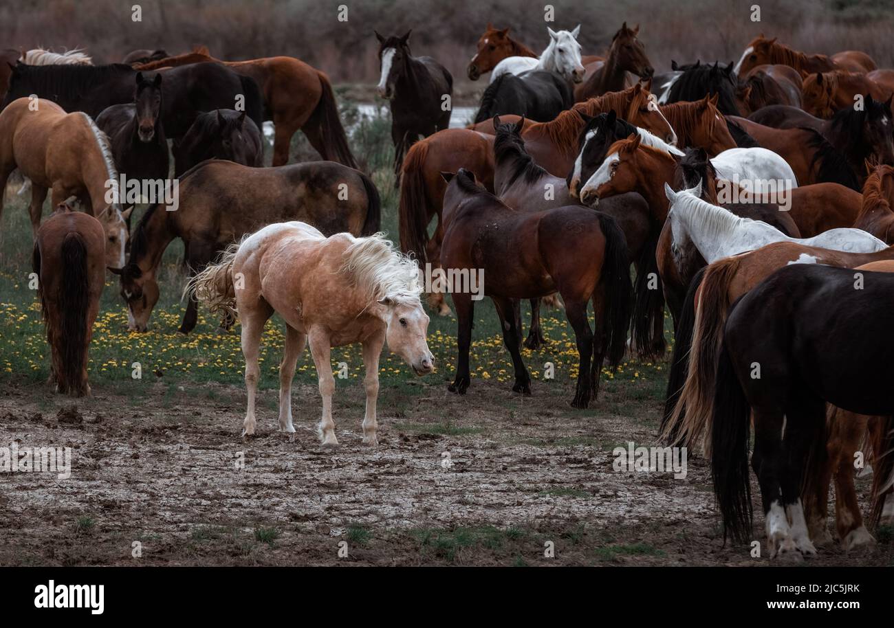 Herde von Ranch-Sattelpferden, die auf die Sommerweide verlegt werden Stockfoto