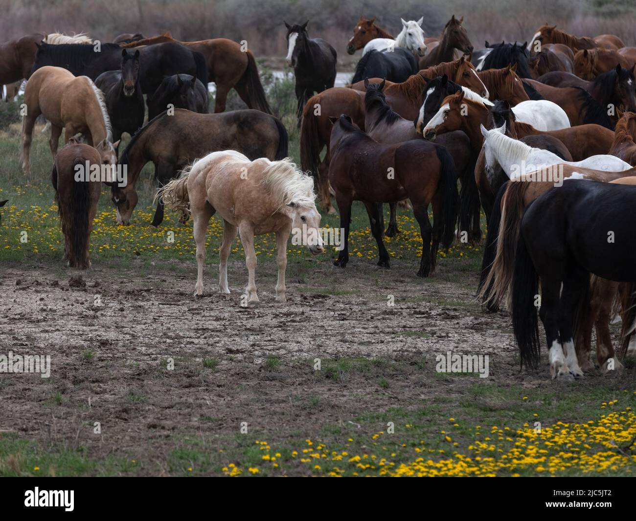 Herde von Ranch-Sattelpferden, die auf die Sommerweide verlegt werden Stockfoto