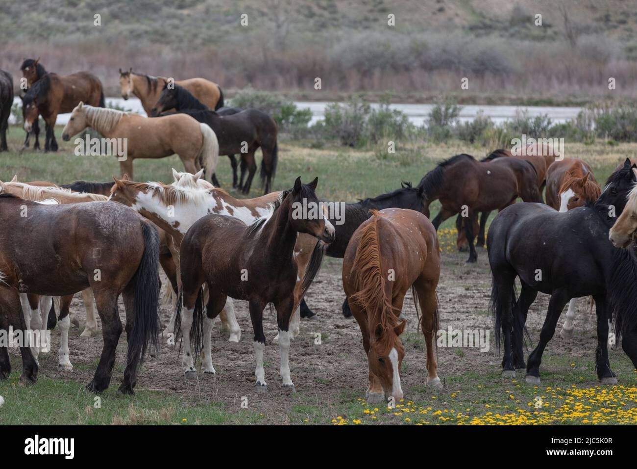 Herde von Ranch-Sattelpferden, die auf die Sommerweide verlegt werden Stockfoto