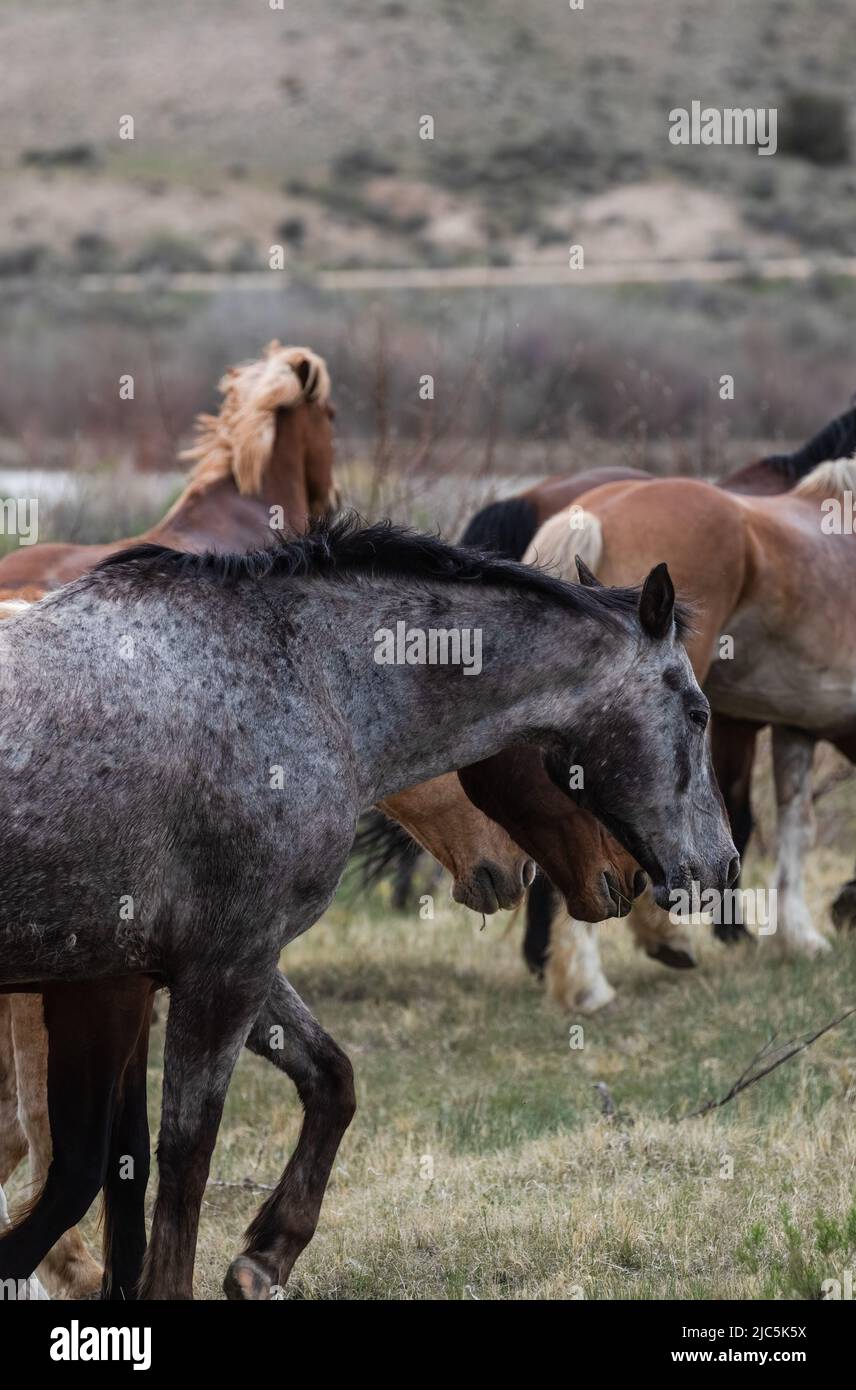 Herde von Ranch-Sattelpferden, die auf die Sommerweide verlegt werden Stockfoto