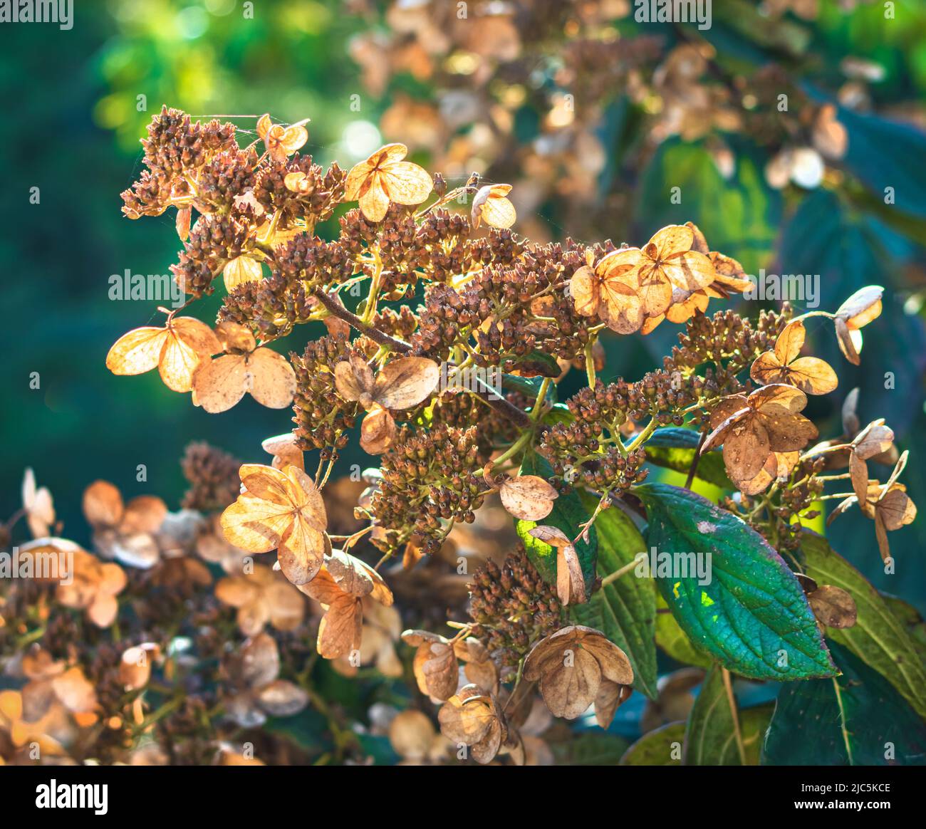 Hortensien, Hortensia macrophylla, am Ende des Sommers oder Anfang des Herbstes, nachdem alle Blumen getrocknet haben, Lancaster County, Pennsylvania Stockfoto