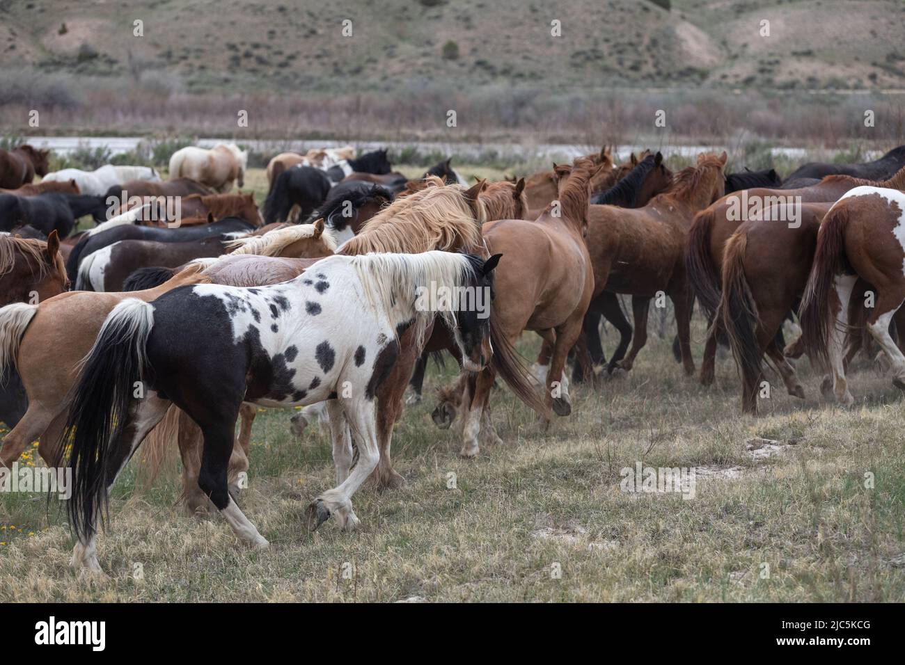 Herde von Ranch-Sattelpferden, die auf die Sommerweide verlegt werden Stockfoto